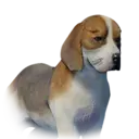 Dog Delesyian Unique 1