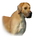 Dog Hernand Unique 1