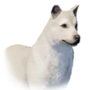 Dog Hernand Unique 2