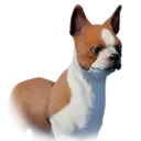 Dog Jijeongtemple Unique 1