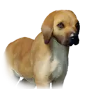 Dog Longleaftree Unique 1