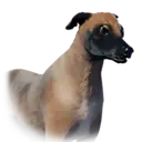 Dog Tashkalp Unique 1