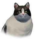 Fat Bicolor Cat