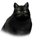 Fat Black Cat