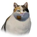 Fat Tricolor Cat