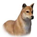 Jindodog 02