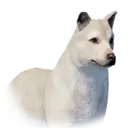 Jindodog 1