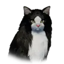 Norwegianforest 30007