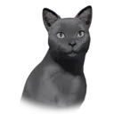 Russianblue Cat