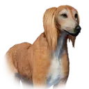 Saluki 31400