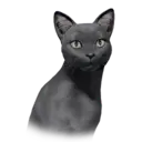 Skinny Russianblue Cat