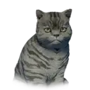 Striped Britishkitten