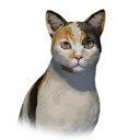 Tricolor Cat