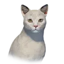 White Cat