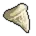 Megalodon Tooth