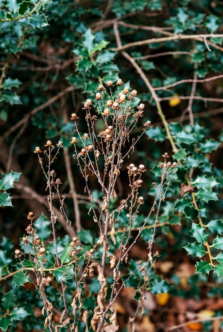 image of a holly bush meme Me Mum Died in the Holly meme image origin