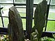 Longwood Gardens Pennsylvania 144.jpg