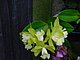 Longwood Gardens Pennsylvania 48.jpg