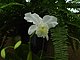 Longwood Gardens Pennsylvania 60.jpg