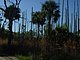 Princess Place Preserve Flagler County Palm Coast Florida 101.jpg