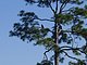 Princess Place Preserve Flagler County Palm Coast Florida 105.jpg
