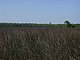 Princess Place Preserve Flagler County Palm Coast Florida 20.jpg