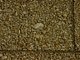Princess Place Preserve Flagler County Palm Coast Florida 29.jpg