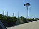 Princess Place Preserve Flagler County Palm Coast Florida 4.jpg
