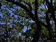Princess Place Preserve Flagler County Palm Coast Florida 52.jpg