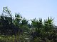 Princess Place Preserve Flagler County Palm Coast Florida 7.jpg