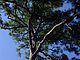 Princess Place Preserve Flagler County Palm Coast Florida 74.jpg