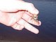 Princess Place Preserve Flagler County Palm Coast Florida 85.jpg