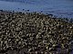 Princess Place Preserve Flagler County Palm Coast Florida 89.jpg