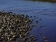 Princess Place Preserve Flagler County Palm Coast Florida 90.jpg