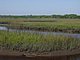 Princess Place Preserve Flagler County Palm Coast Florida 95.jpg
