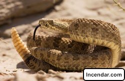 North Florida man bit on tongue while trying to kiss rattlesnake